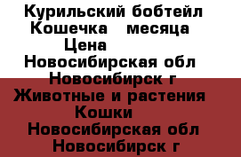 Курильский бобтейл. Кошечка 3 месяца › Цена ­ 1 000 - Новосибирская обл., Новосибирск г. Животные и растения » Кошки   . Новосибирская обл.,Новосибирск г.